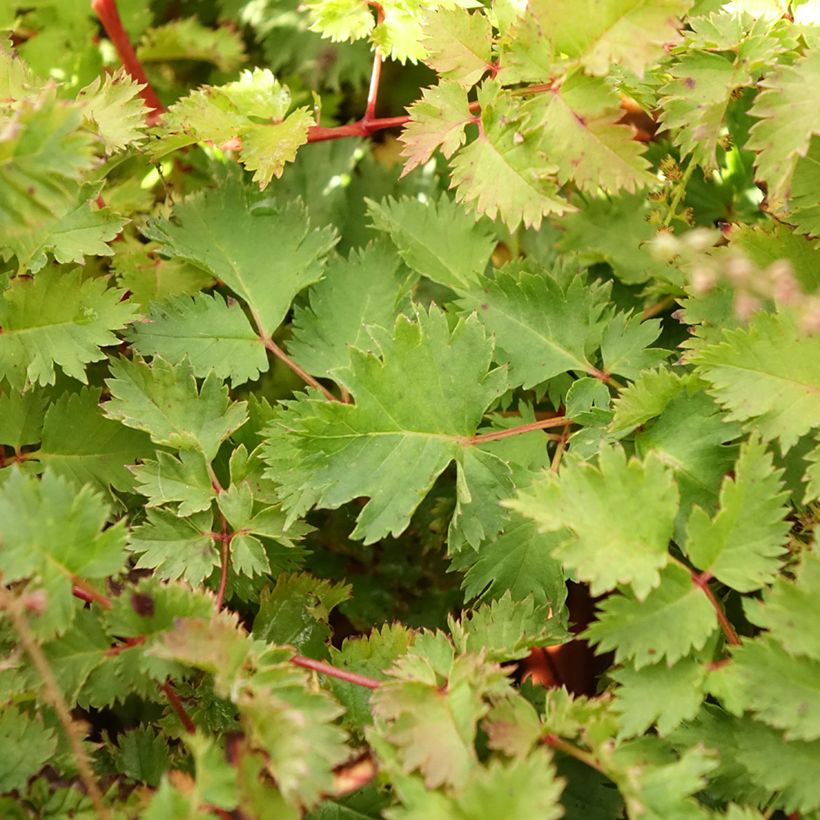 Aruncus Chantilly Lace (Follaje)