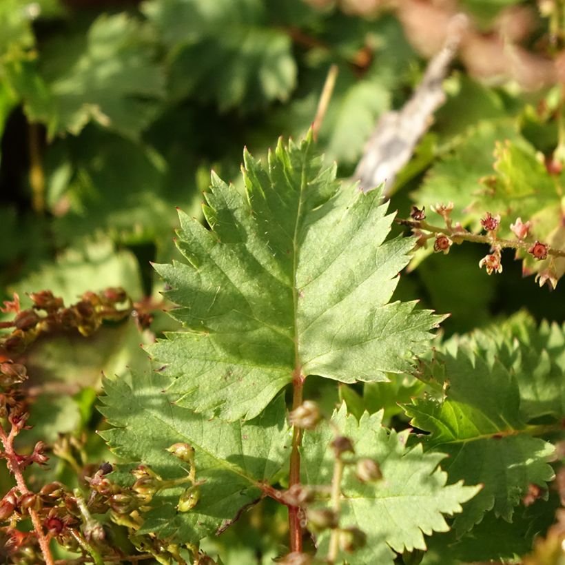 Aruncus dioïcus var. kamtschaticus (Follaje)