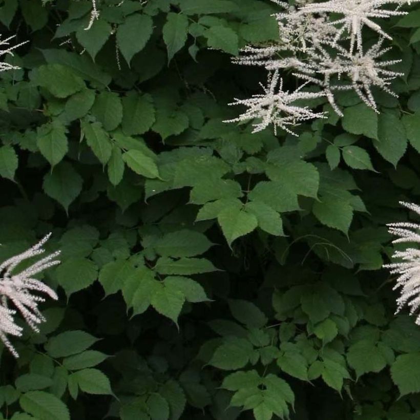 Aruncus dioïcus sylvestris (Follaje)