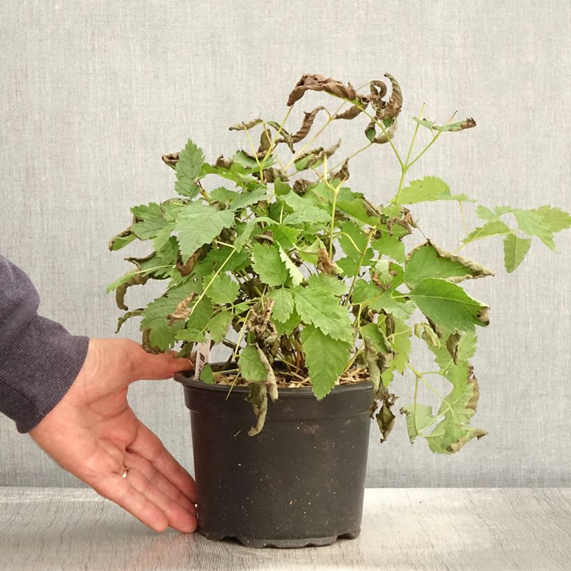 Ejemplar de Aruncus dioicus sylvestris, Barbe de Bouc en pot de 2/3L entregado en otoño