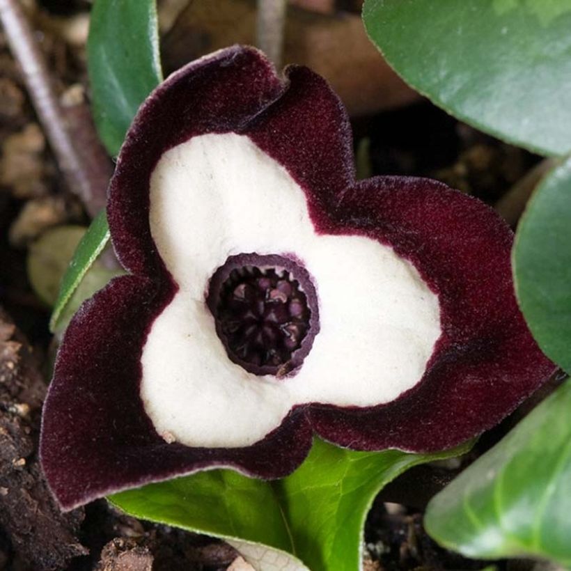 Asarum maximum Ling Ling (Floración)