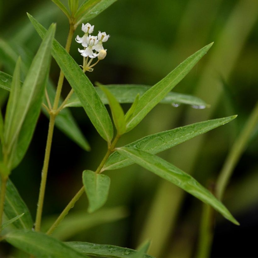 Asclepias incarnata Ice Ballet (Follaje)