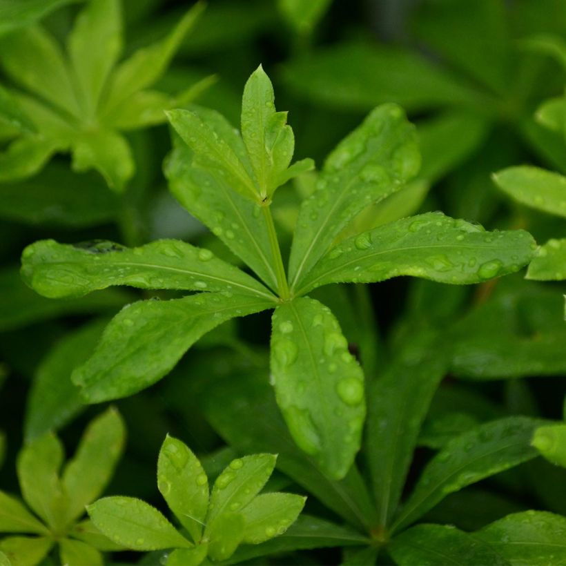 Aspérula olorosa - Galium odoratum (Follaje)