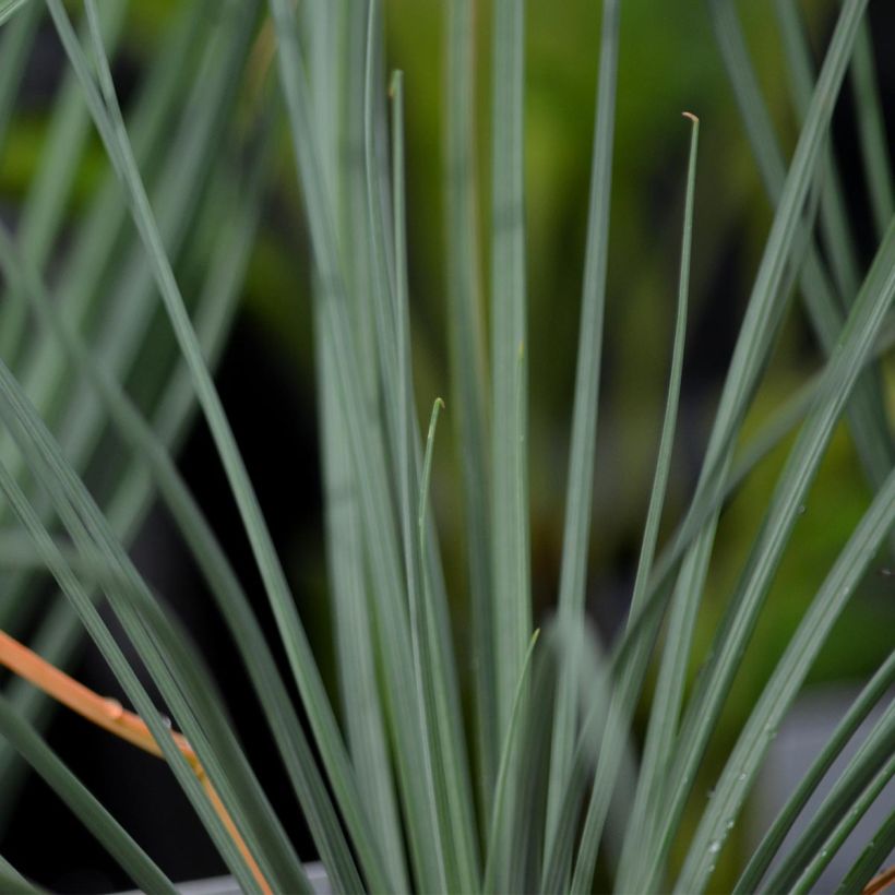 Bastón de Jacob - Asphodeline lutea (Follaje)