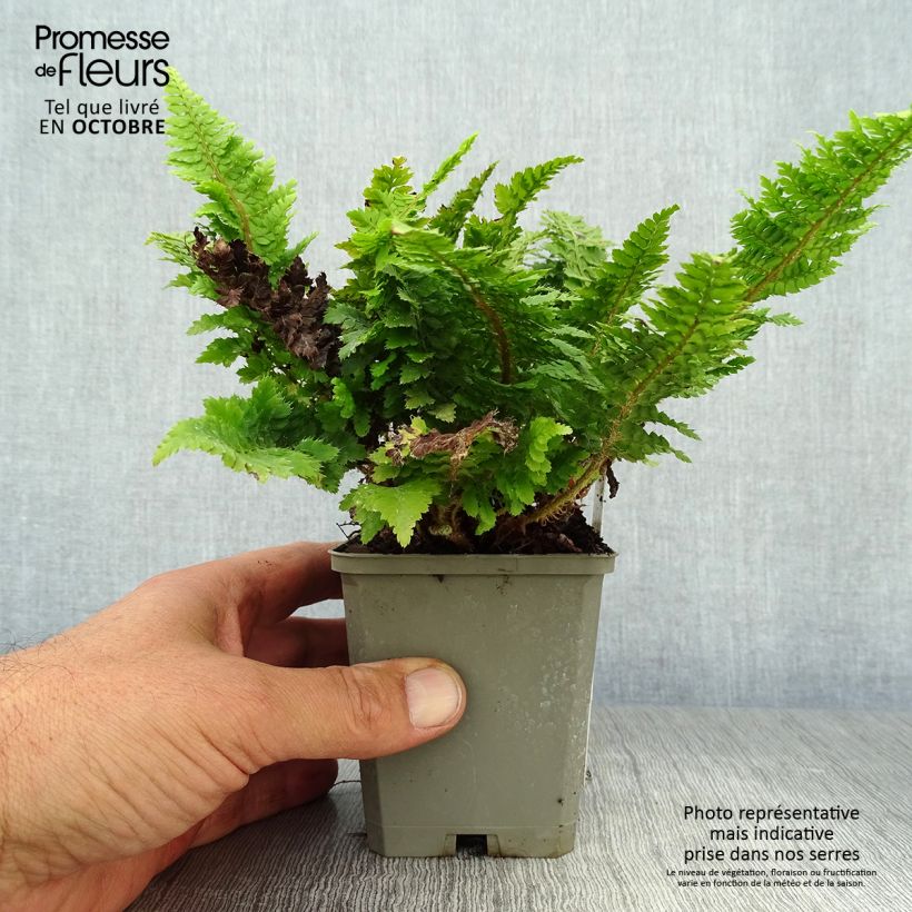 Ejemplar de Aspidie à cils raides Congestum - Polystichum setiferum Godet de 9cm entregado en otoño