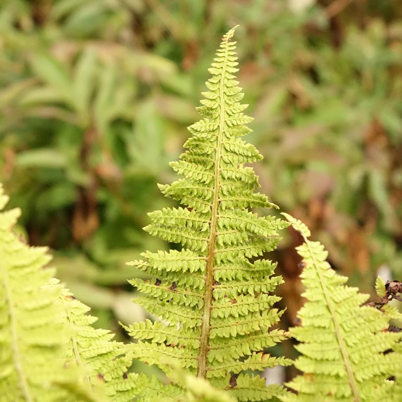 Polystichum setiferum Congestum - Helecho peludo (Follaje)