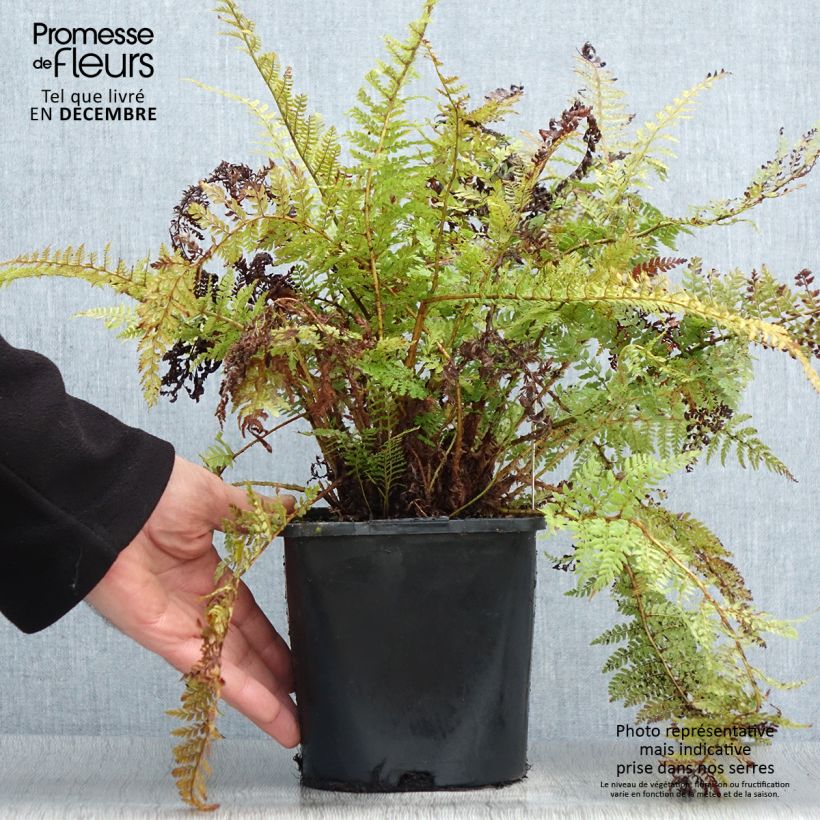 Aspidie à cils raides Congestum - Polystichum setiferum Pot de 2L Ejemplar entregado en invierno