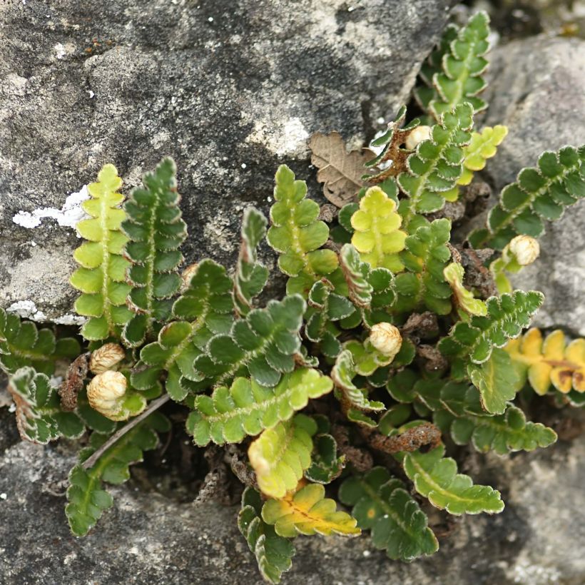 Asplenium ceterach - Doradilla (Porte)