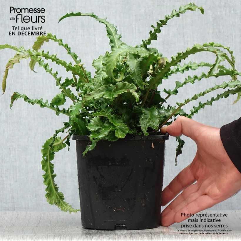 Asplenium scolopendrium Angustifolia - Fougère scolopendre Pot de 2L/3L Ejemplar entregado en invierno