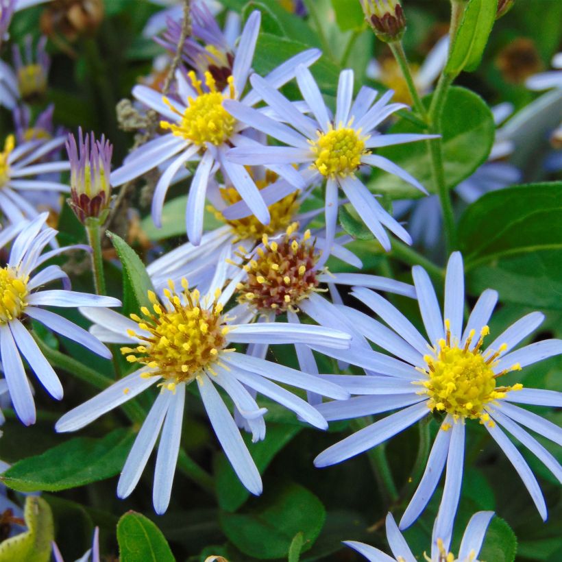 Aster ageratoides Adustus Nanus (Floración)