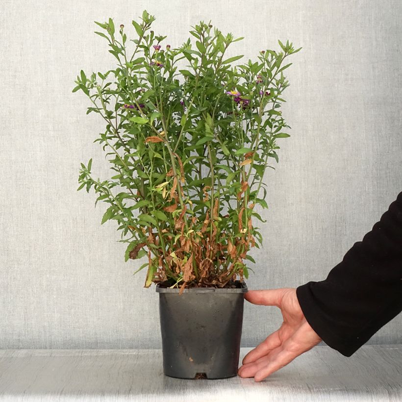 Ejemplar de Aster ageratoides Ezo Murasaki en pot de 2L/3L entregado en otoño