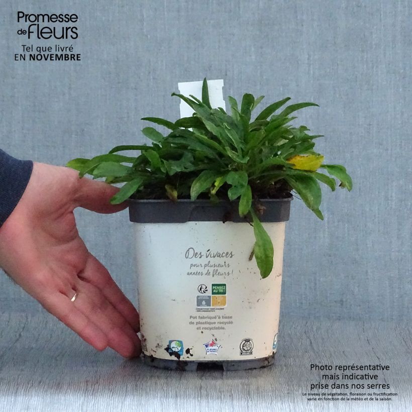 Ejemplar de Aster alpinus Albus - Aster des Alpes blanc Pot de 2L/3L entregado en otoño