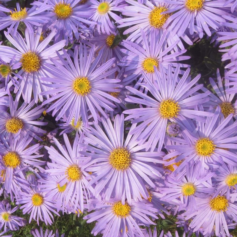 Aster amellus Blue King (Floración)