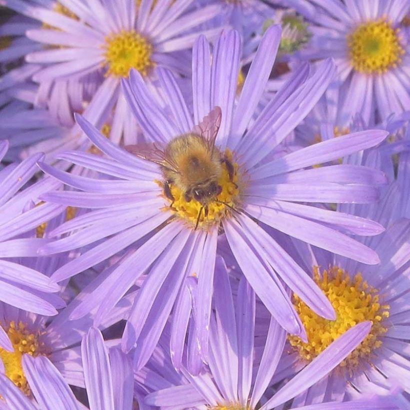 Aster amellus King George (Floración)