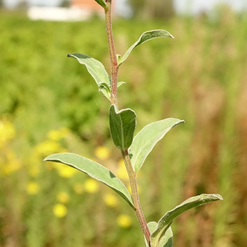 Aster amellus Sonia (Follaje)