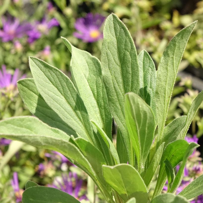 Aster amellus Veilchenkönigin - Violet Queen (Follaje)