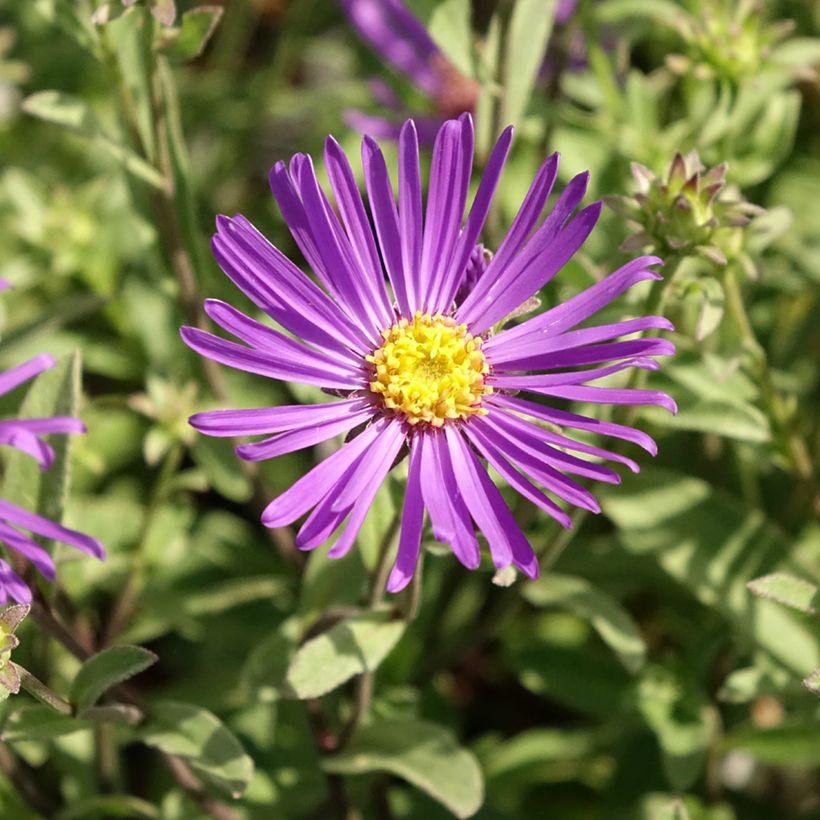 Aster amellus Veilchenkönigin - Violet Queen (Floración)