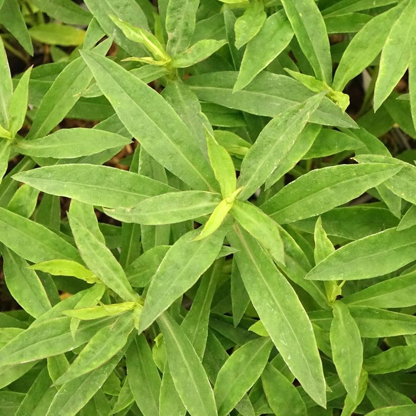 Aster dumosus Anneke (Follaje)