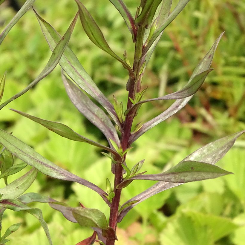 Aster dumosus Neron (Follaje)