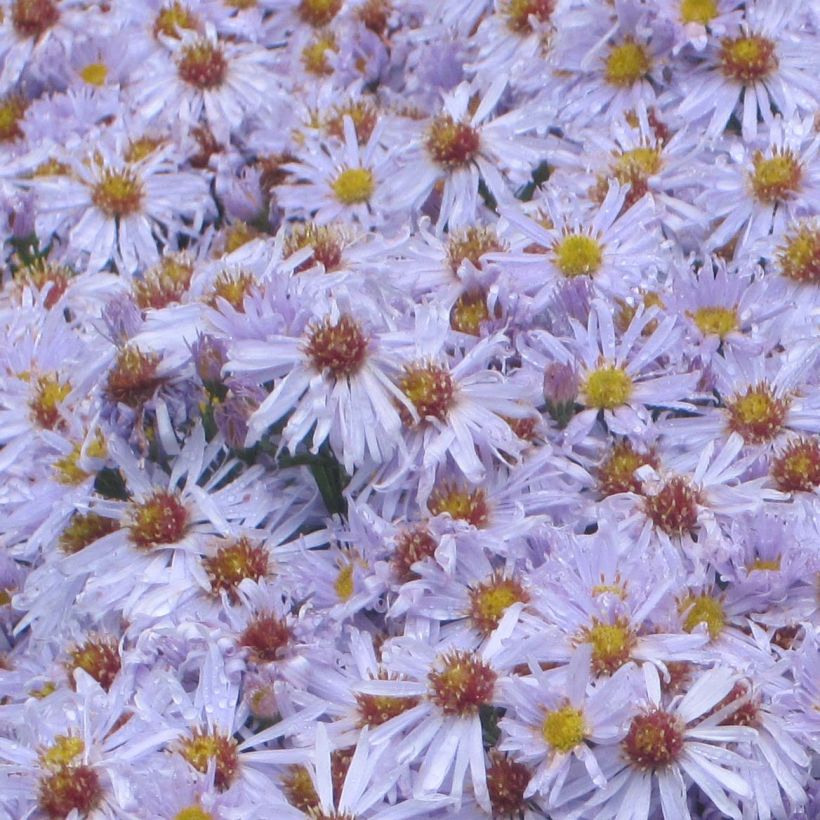 Aster dumosus Silberblaukissen (Floración)