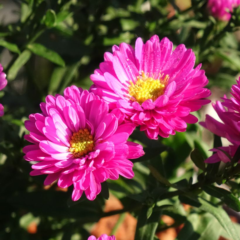 Aster dumosus Starlight (Floración)