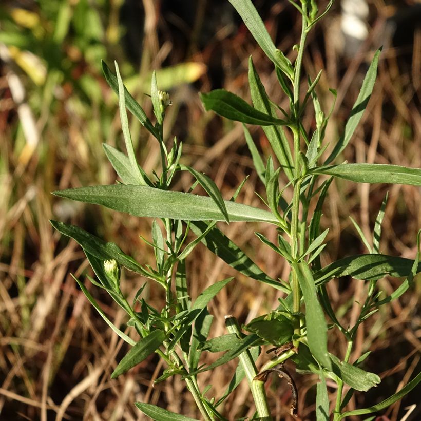 Aster ericoides Schneegitter (Follaje)