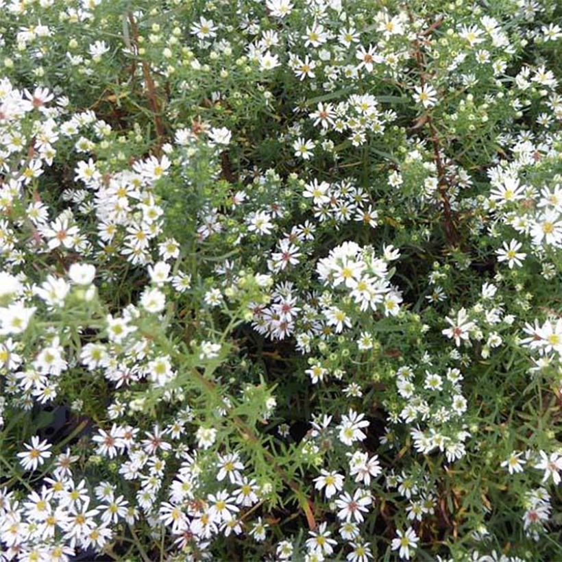 Aster ericoides Schneetanne (Floración)