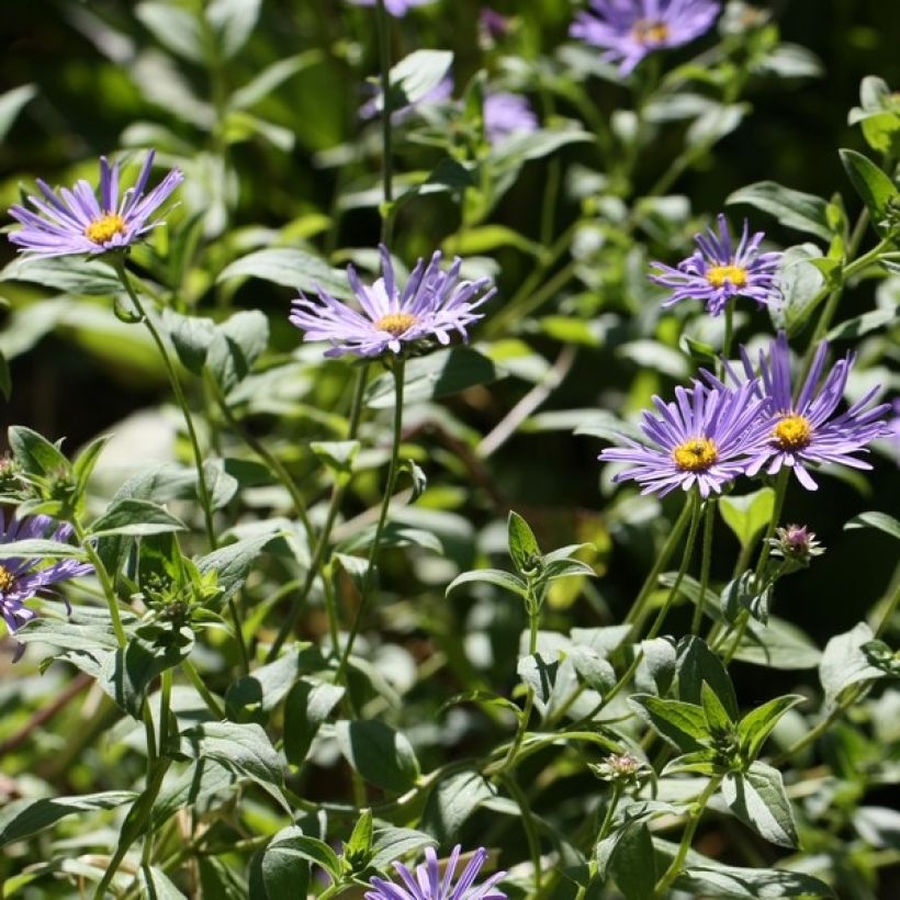 Aster frikartii Mönch (Porte)