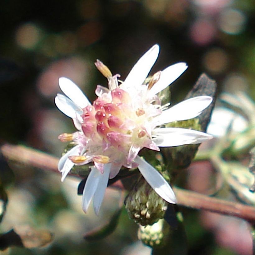 Aster lateriflorus Lady In Black (Floración)