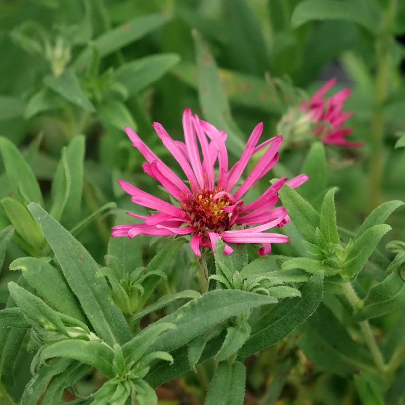 Aster novae-angliae Andenken an Alma Pötschke (Floración)