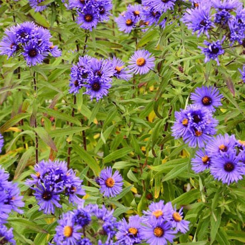 Aster novae-angliae Guido en Gezelle (Floración)