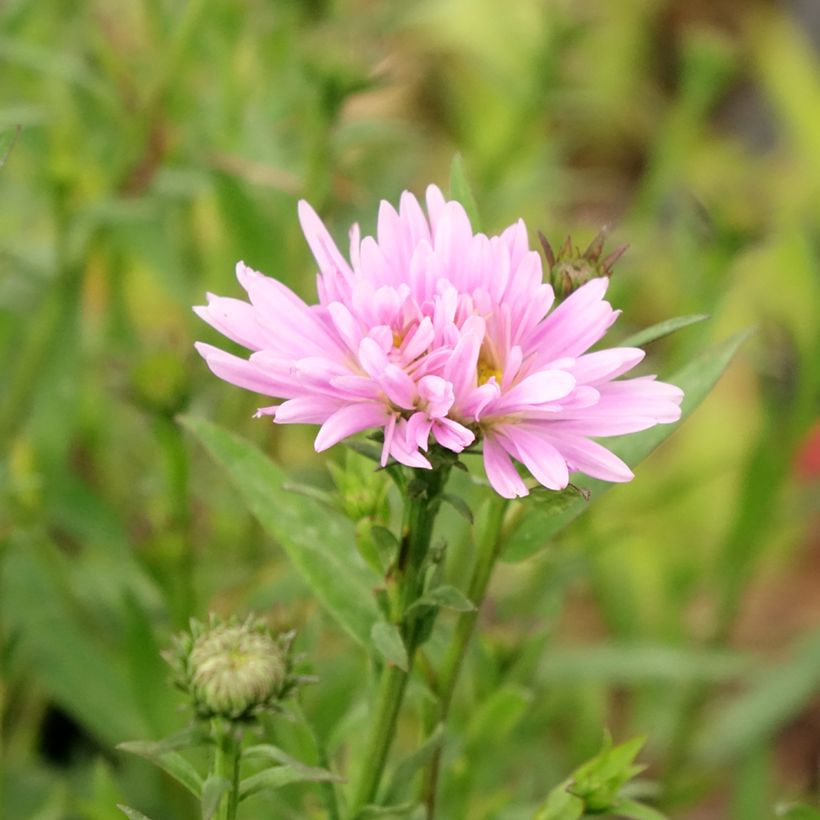 Aster novi-belgii Fellowship (Floración)