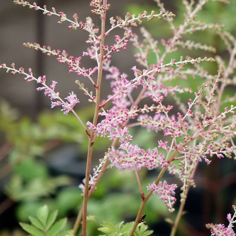 Aster novi-belgii Flamingo (Floración)