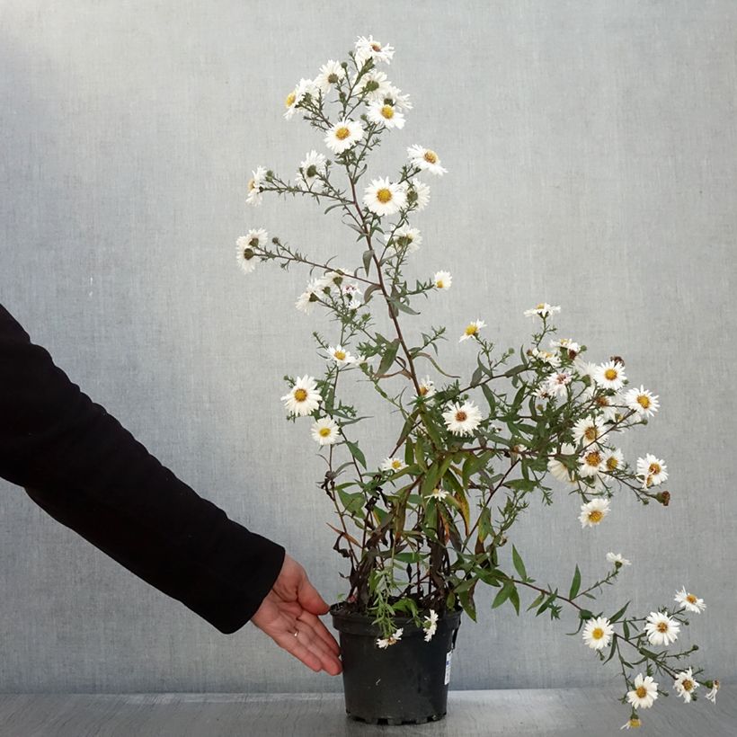 Ejemplar de Aster novi-belgii White Lady entregado en otoño