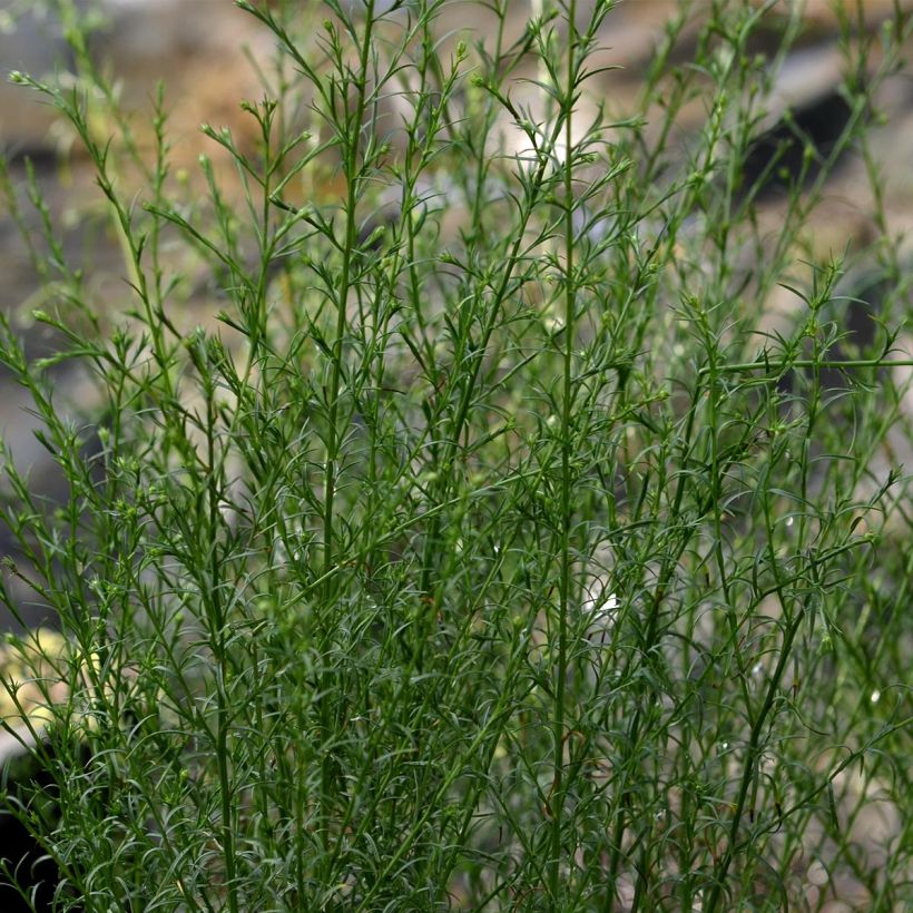 Aster ericoides var. pringlei Monte Cassino (Follaje)