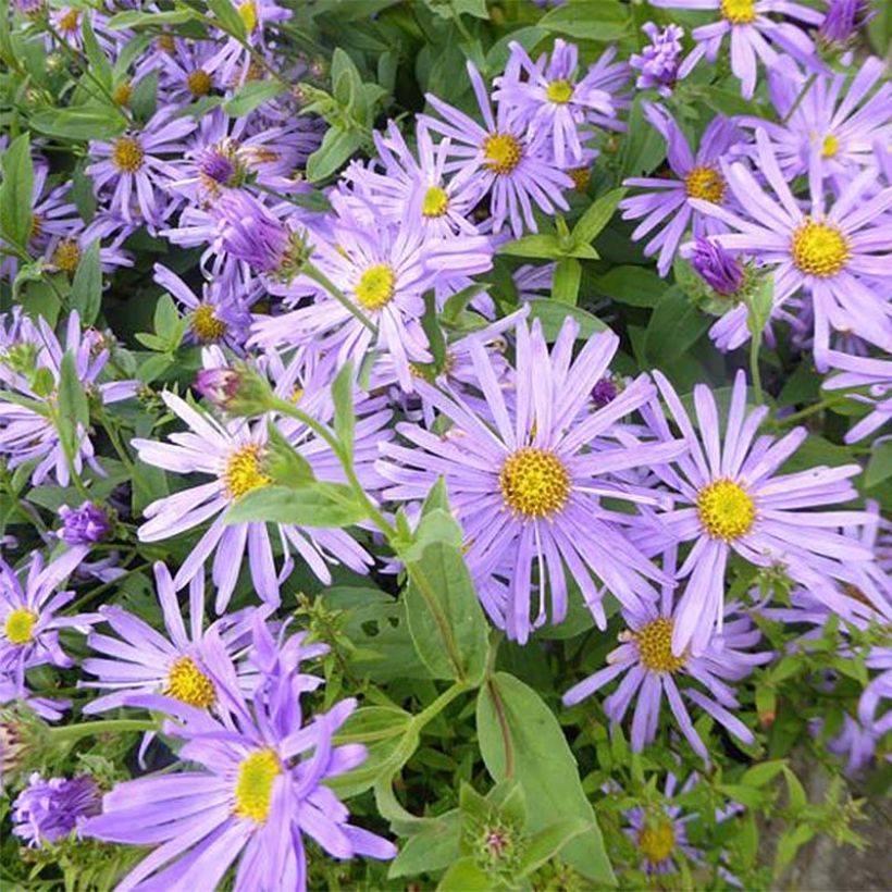 Aster thomsonii Nanus (Floración)