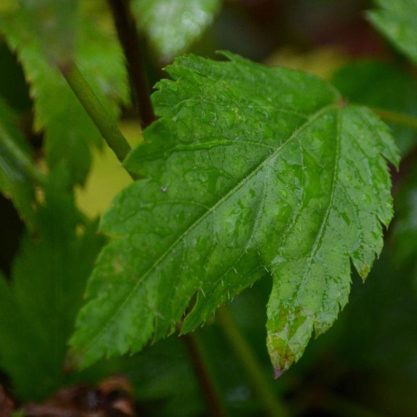 Espirea de pluma Diamant - Astilbe (Follaje)