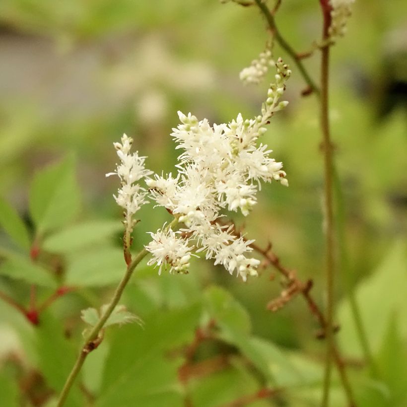 Espirea de pluma Diamant - Astilbe (Floración)