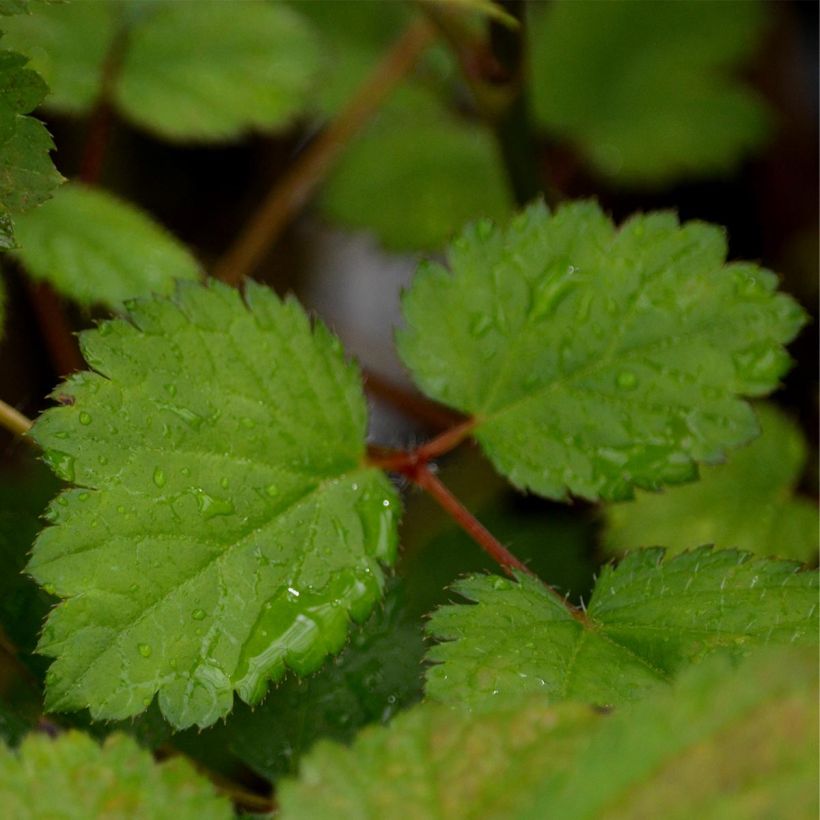 Espirea de pluma Purpurkerze- Astilbe (Follaje)