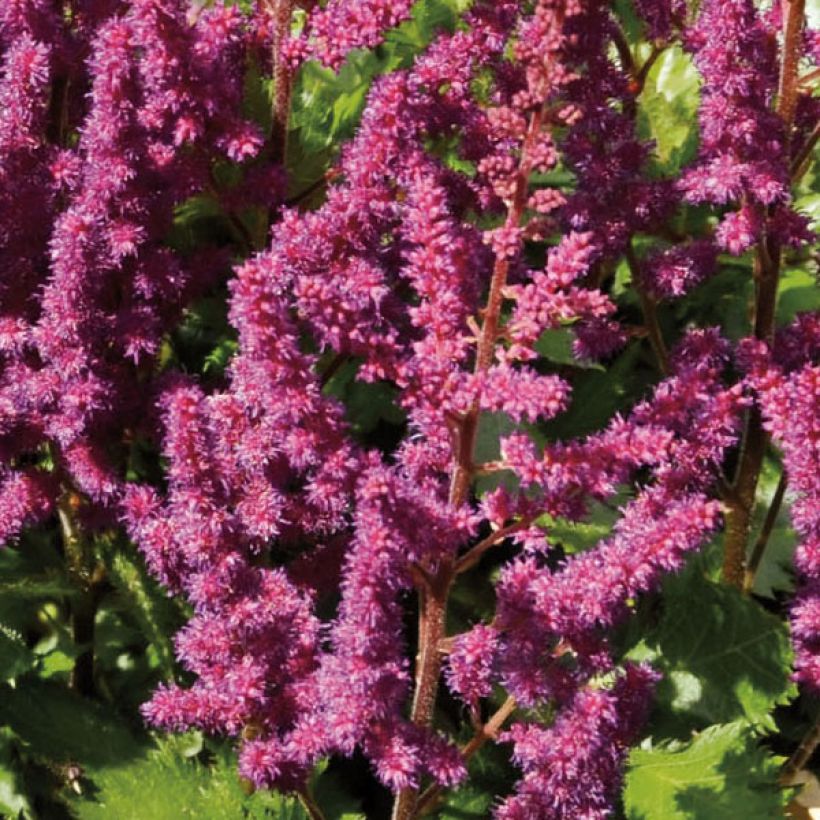 Espirea de pluma Purpurkerze- Astilbe (Floración)