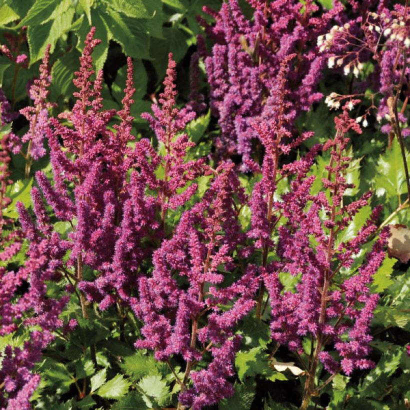 Espirea de pluma Purpurkerze- Astilbe (Porte)