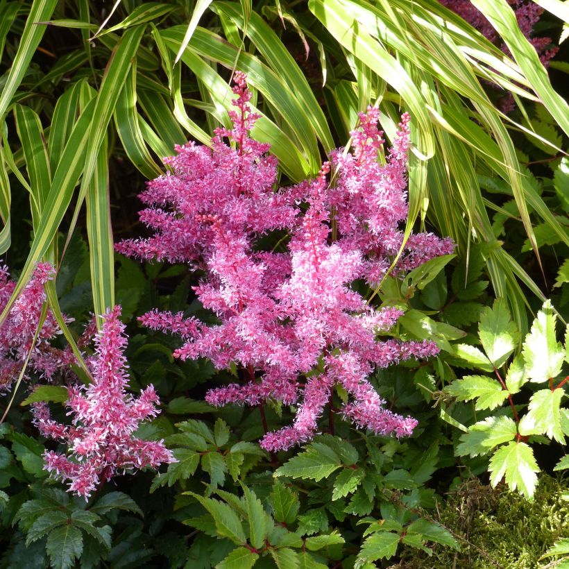 Astilbe Younique Ruby Red (Floración)