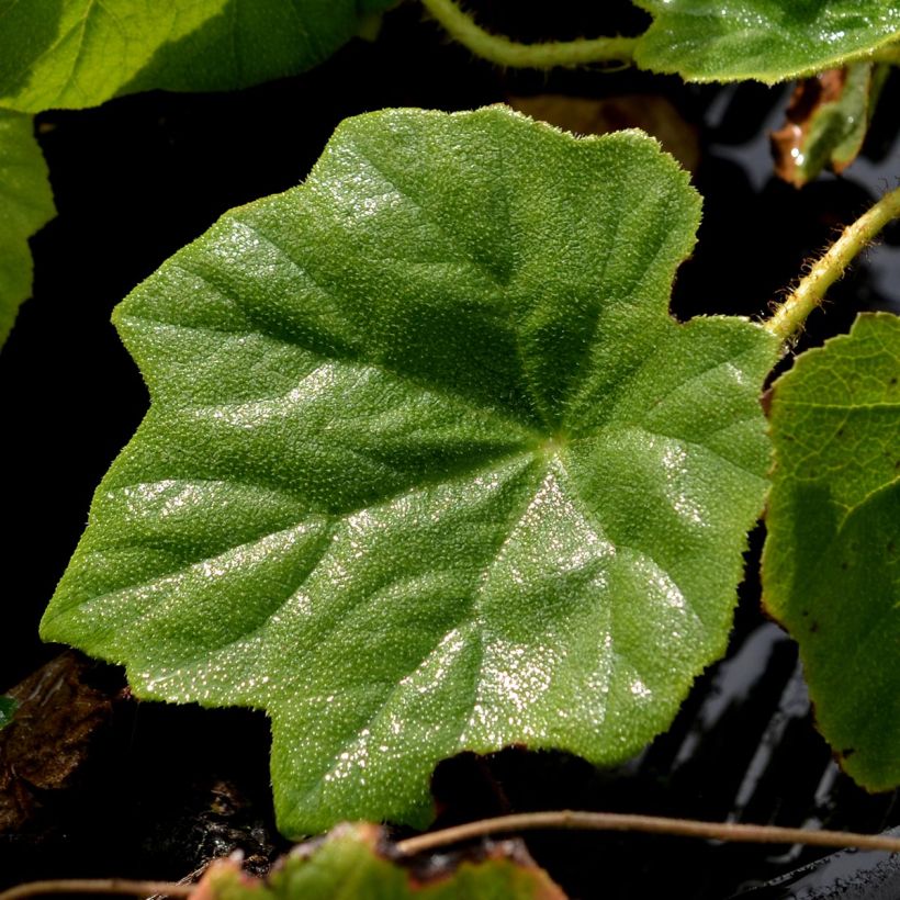 Astilboides tabularis (Follaje)