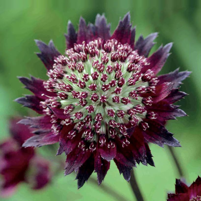 Sanícula hembra Moulin Rouge - Astrantia major (Floración)