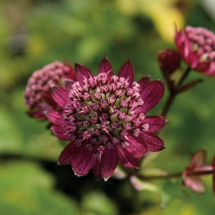 Sanícula hembra Hadspen Blood - Astrantia major (Floración)