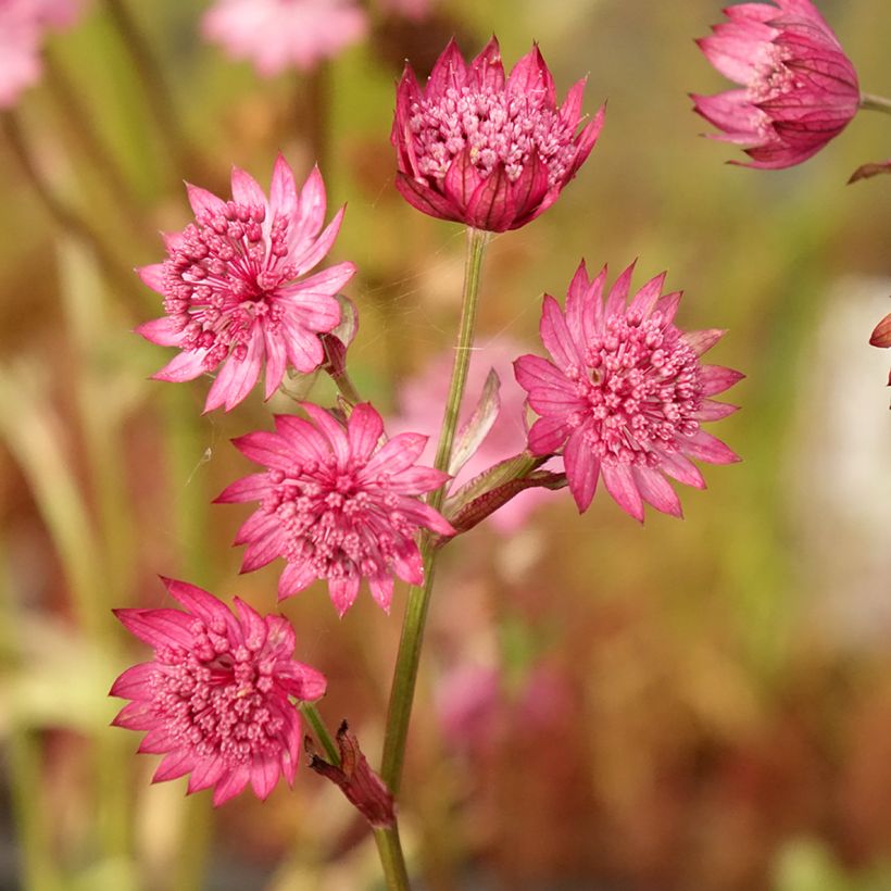 Burgundy Manor Cerise Button - Astrantia major (Floración)