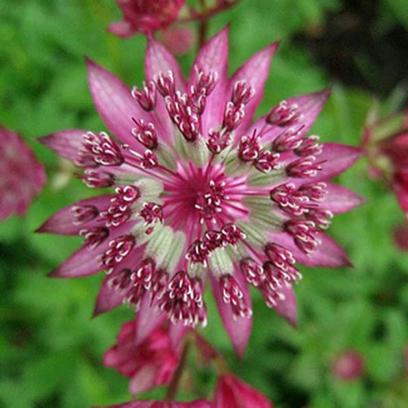 Sanícula hembra Claret - Astrantia major (Floración)