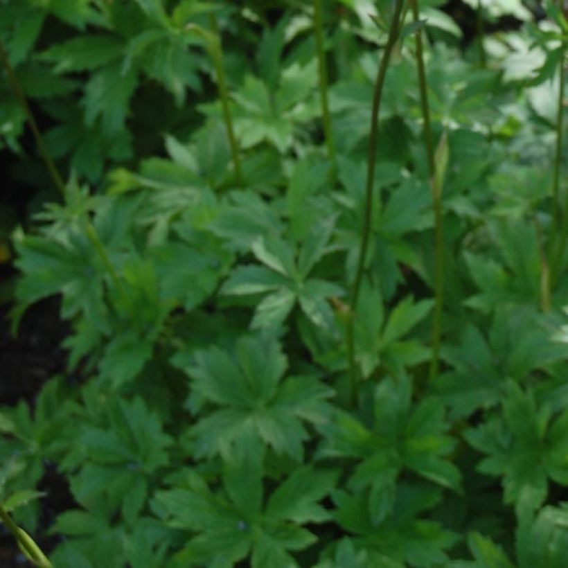 Sanícula hembra Claret - Astrantia major (Follaje)