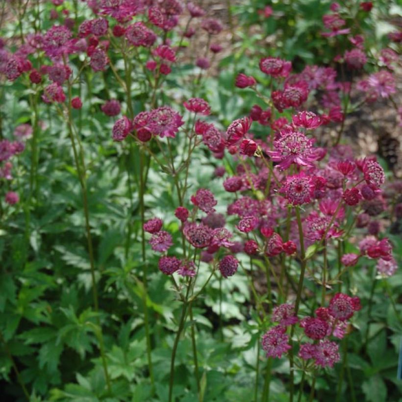 Sanícula hembra Claret - Astrantia major (Porte)