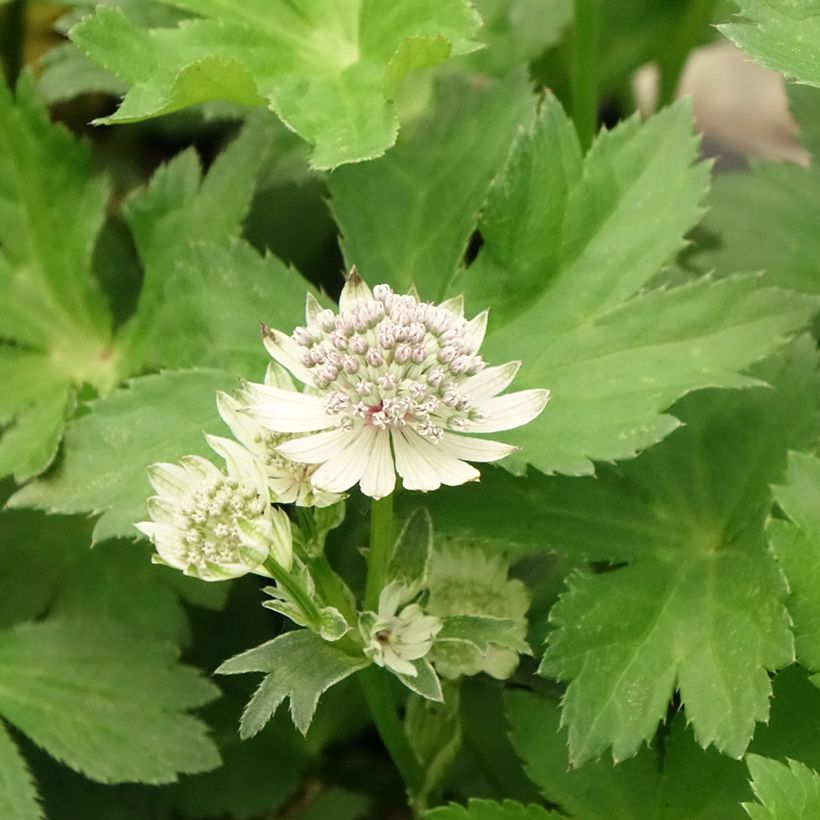 Sanícula hembra - Astrantia major (Floración)